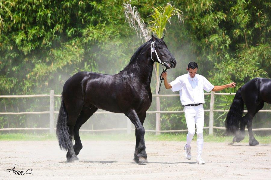 Cavalo Ferro Martinez - JoyMimos